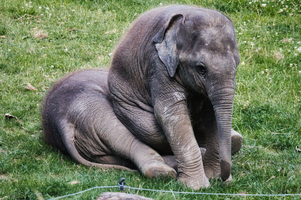 Krásně měkké křesílko. Líbí se ti to, ségra?, autor: Karel Havlíček, kategorie: Fotí dospělí – Sloní princezny, ID: 336