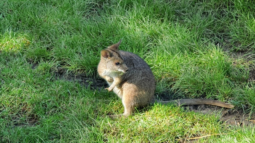 Nedělní klokaní pohodička, autor: Luboš Tichý, kategorie: Foceno mobilem – Darwinův kráter, ID: 341