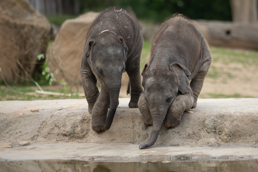 Sloní miminka testují vlez do vody..., autor: Lucie Písecká, kategorie: Fotí dospělí – Sloní princezny, ID: 347