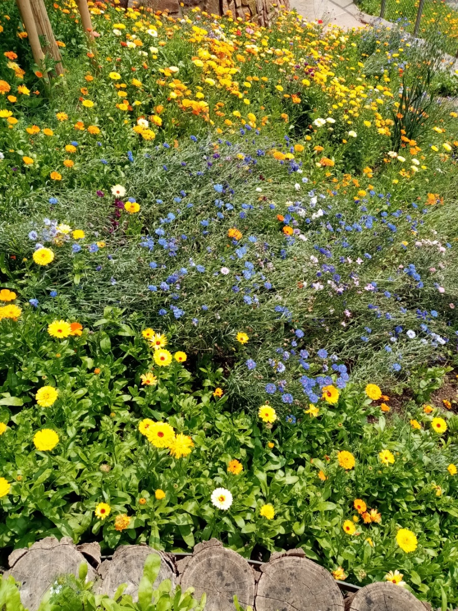 Hra barev u Rákosova pavilónu, autor: Kateřina Mudráková, kategorie: Foceno mobilem – Příroda v Zoo Praha, ID: 389