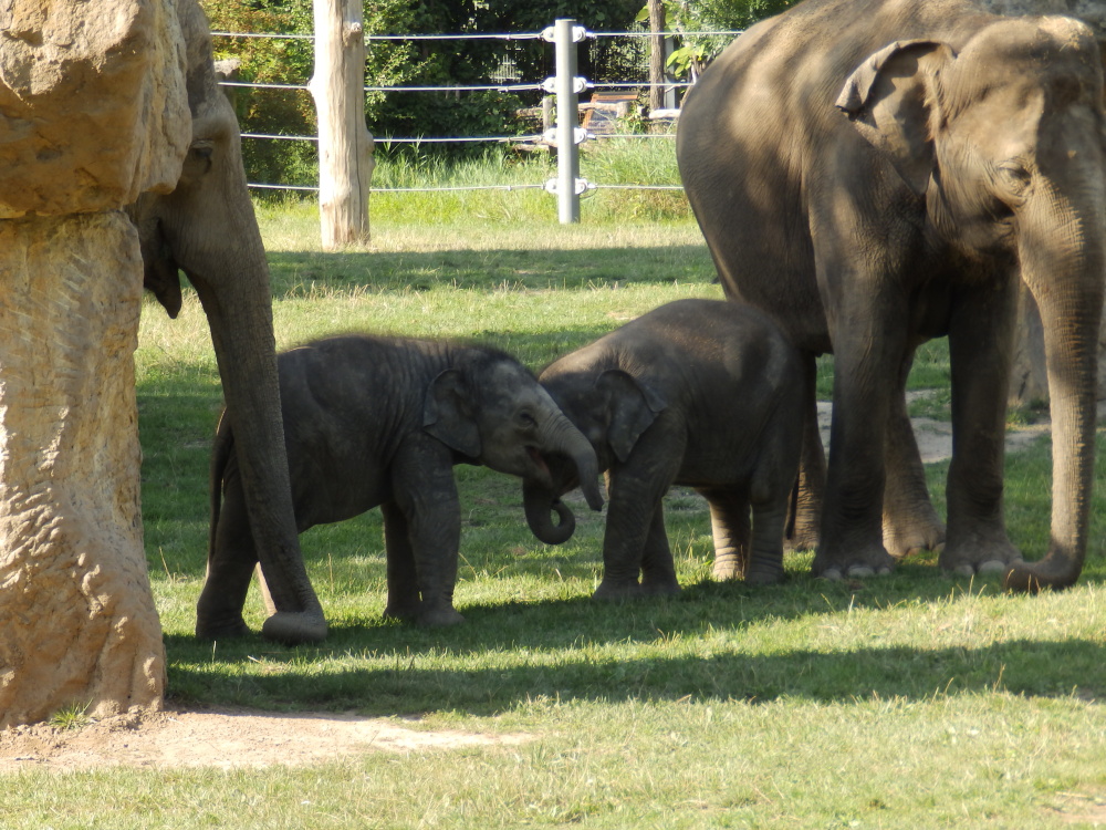 Svážeme si nosy?, autor: Eliška Mudráková, kategorie: Fotí děti – Sloní princezny, ID: 391
