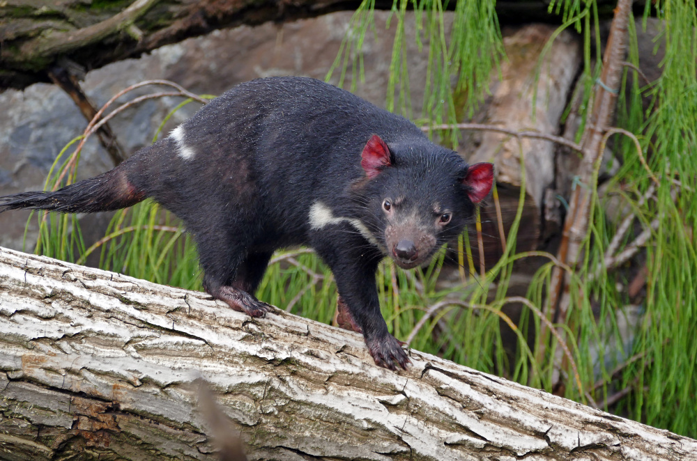 Čert nikdy nespí, autor: Kateřina Tahalová, kategorie: Fotí děti – Darwinův kráter, ID: 405