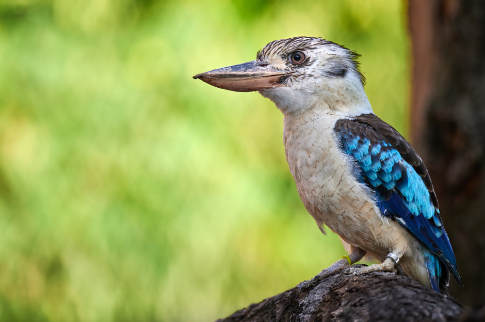 Ledňák modrokřídlý v expozici, autor: Petr Procházka, kategorie: Fotí dospělí – Darwinův kráter, ID: 438