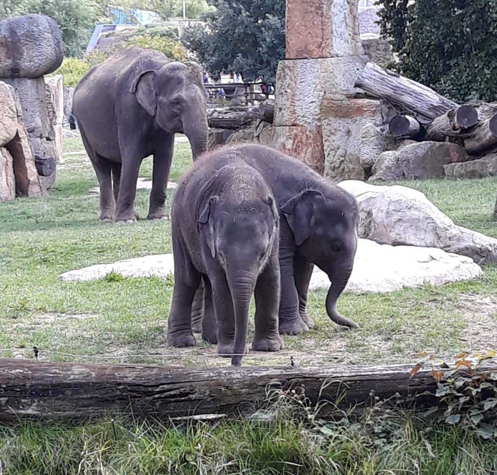 Bez názvu, autor: Radka Skalová, kategorie: Foceno mobilem – Sloní princezny, ID: 441