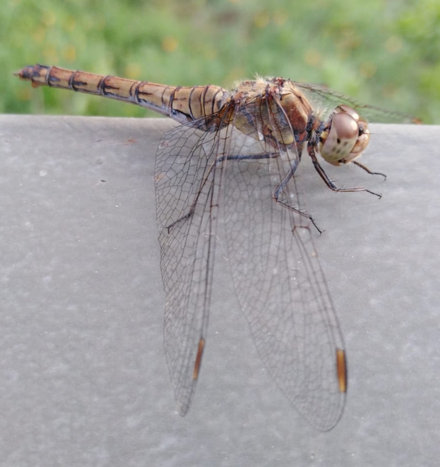 Vážka na zábradlí pod ledním medvědem, autor: Miroslav Motl, kategorie: Foceno mobilem – Příroda v Zoo Praha, ID: 442