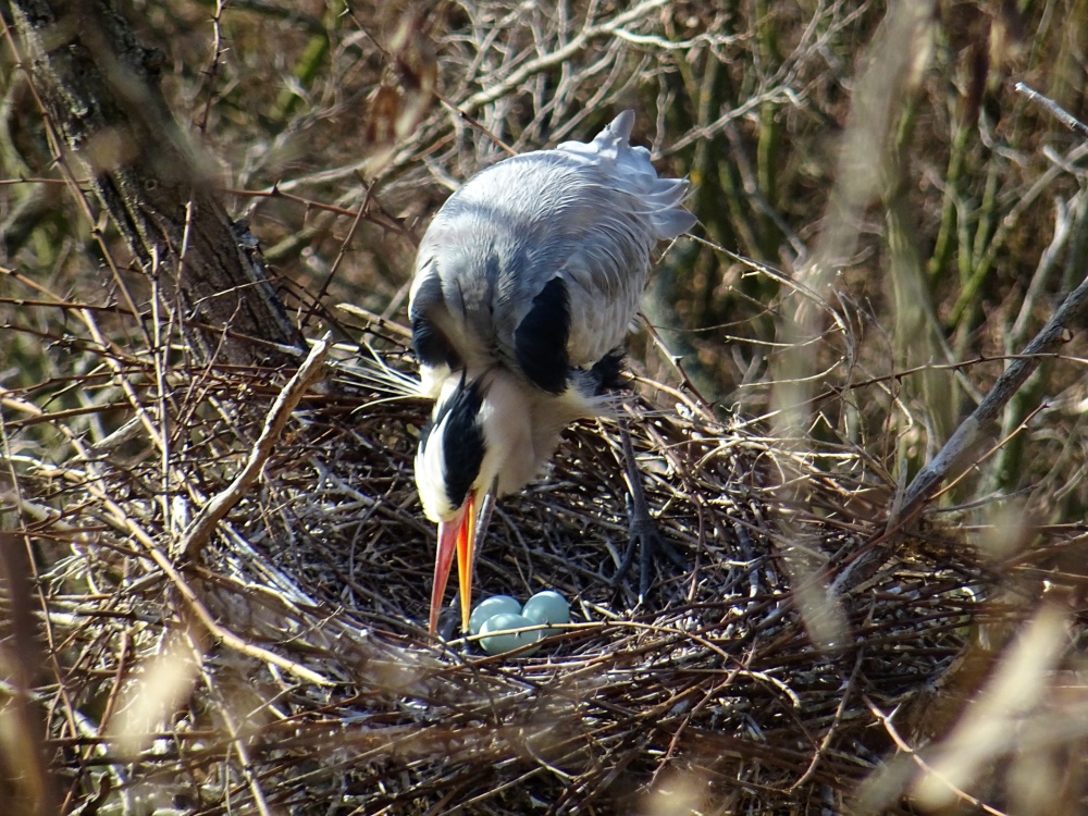Hnízdění volavek, autor: Helena Malá, kategorie: Foceno mobilem – Příroda v Zoo Praha, ID: 451