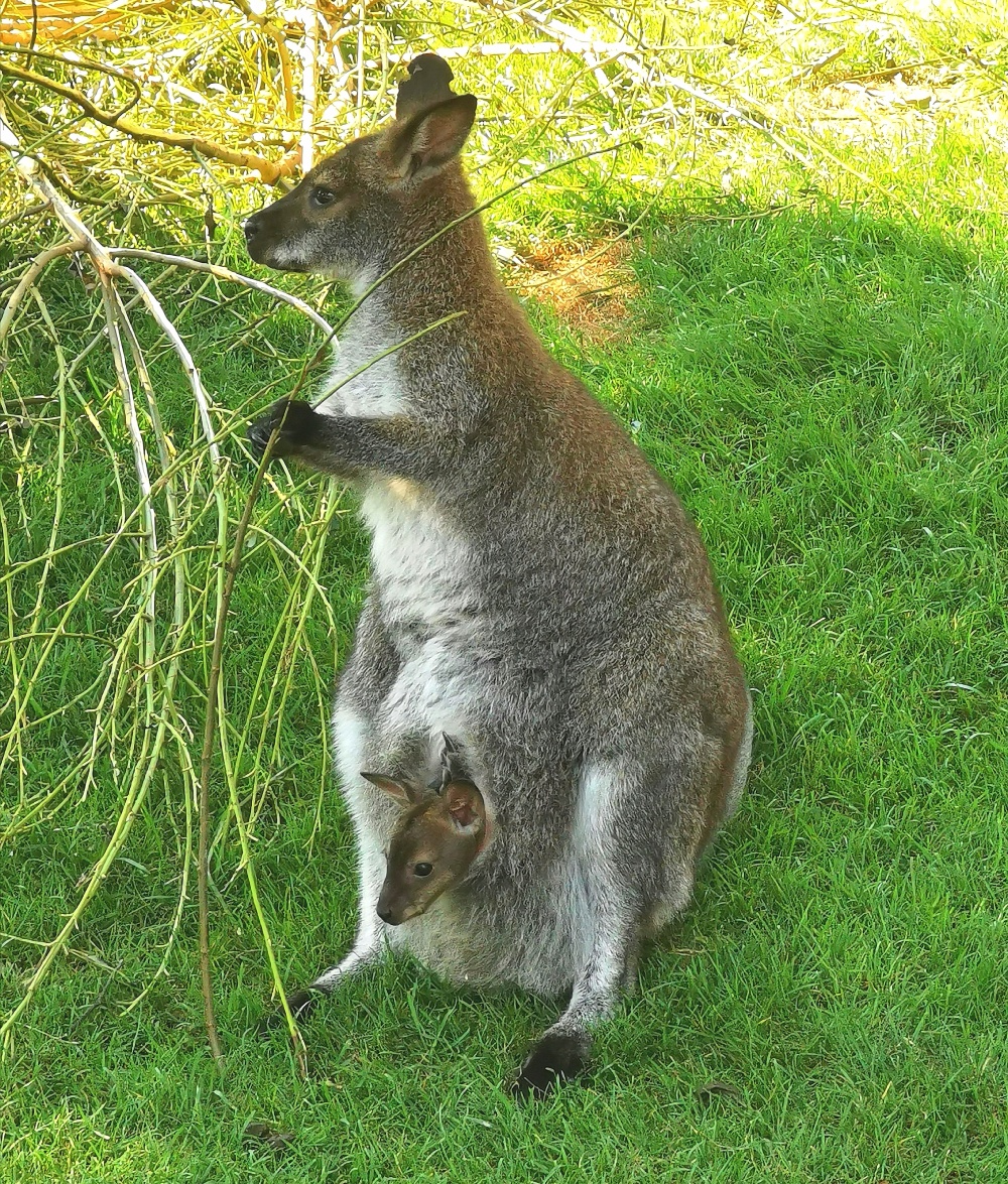 U mámy v kapse, autor: Jaroslav Kroh, kategorie: Foceno mobilem – Darwinův kráter, ID: 465