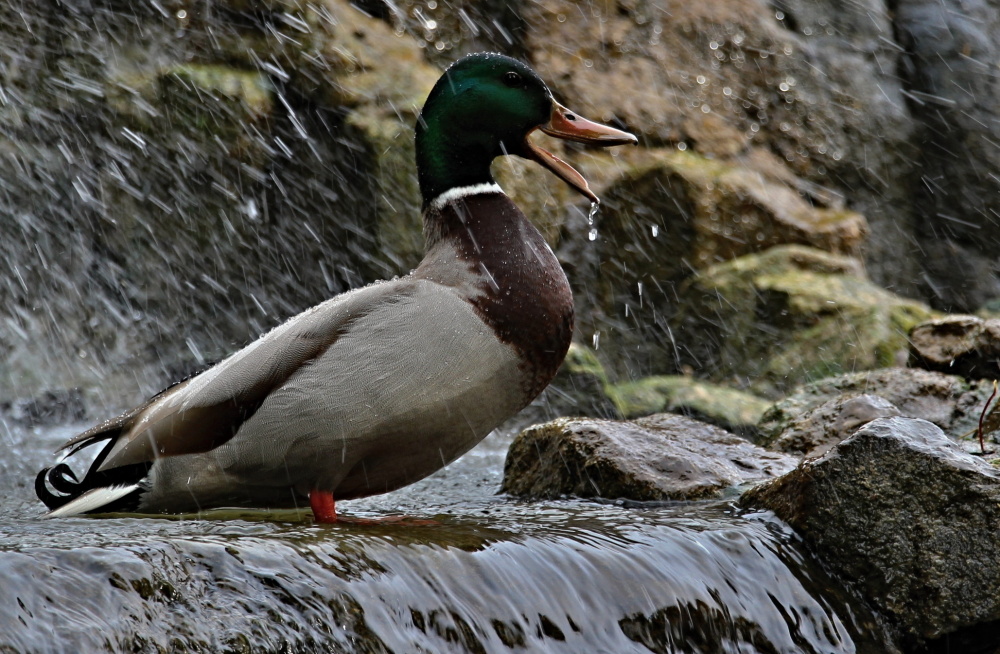 Radost z koupele, autor: Lucie Kalivodová, kategorie: Fotí děti – Příroda v Zoo Praha, ID: 467