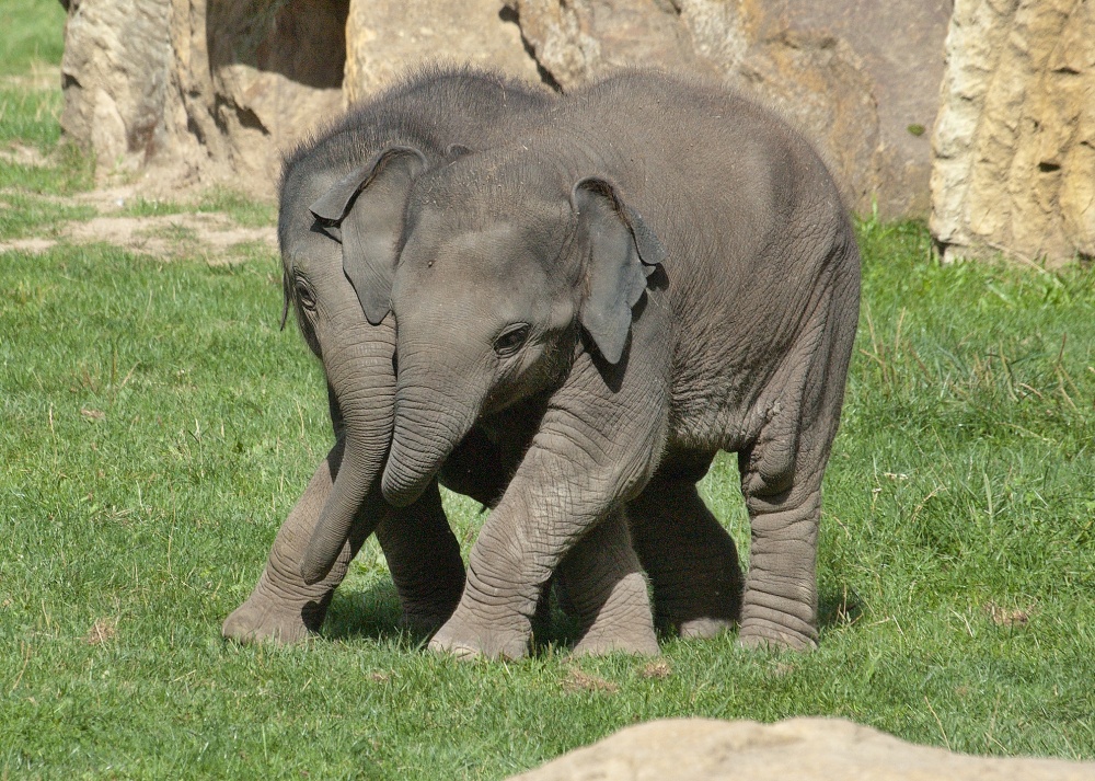 Sloní princezny, autor: Vladislav Blahník, kategorie: Fotí dospělí – Sloní princezny, ID: 472