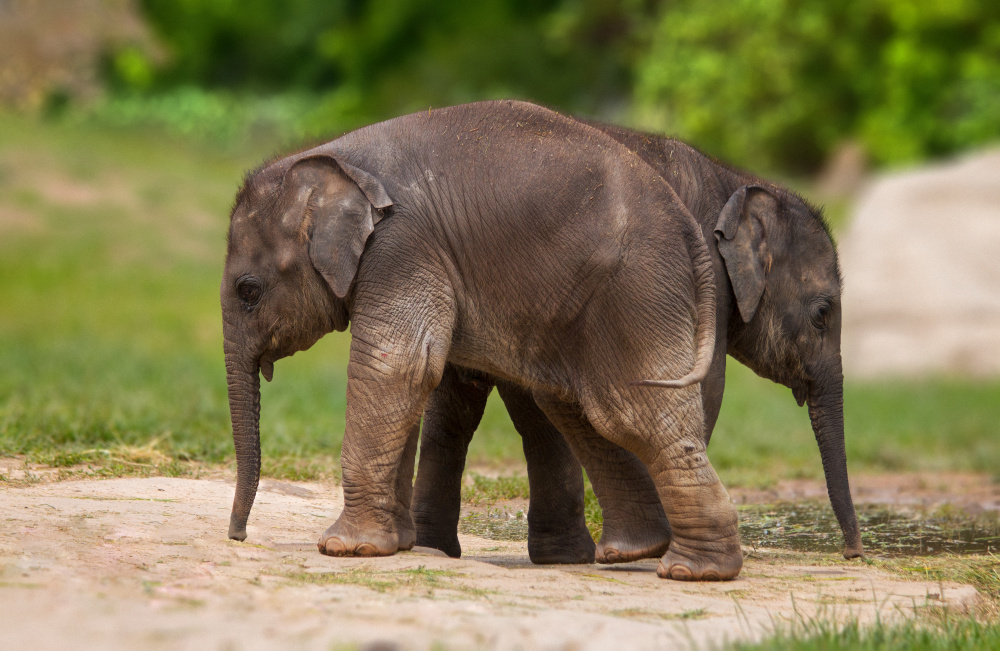 Sloní holky dva v jednom, autor: Kamila Kuchařová, kategorie: Fotí dospělí – Sloní princezny, ID: 512