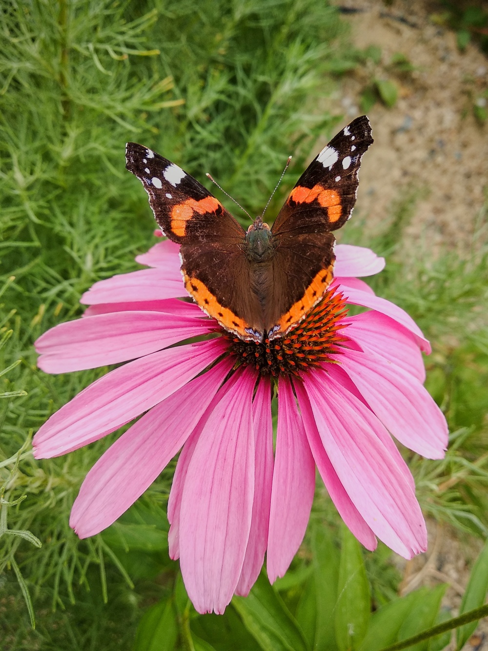 Barevná krása, autor: Hana Vajdlová, kategorie: Foceno mobilem – Příroda v Zoo Praha, ID: 515