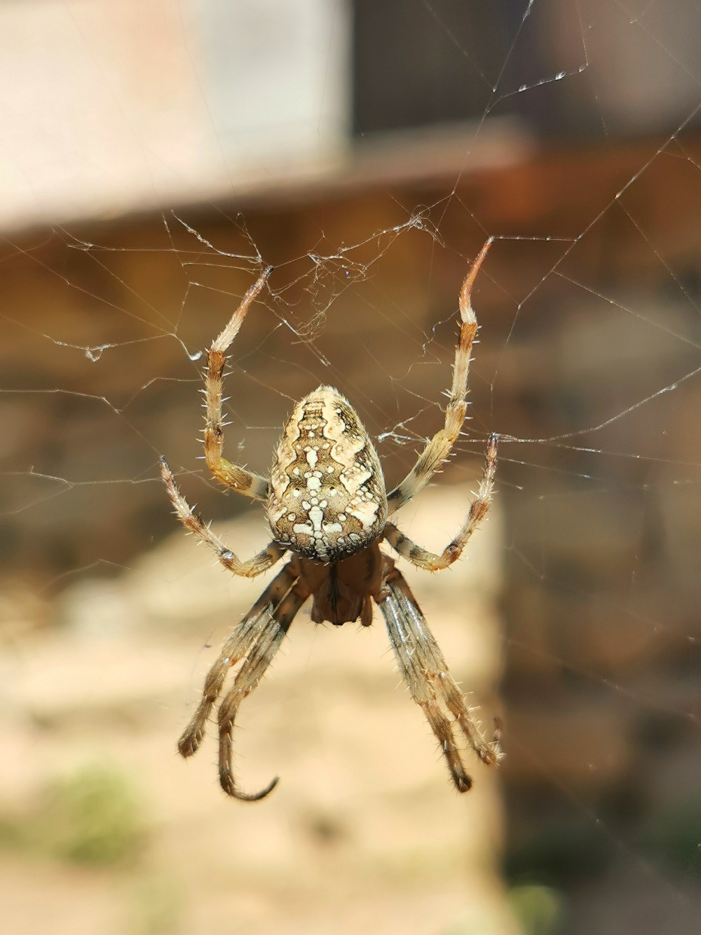 Nezvaný návštěvník, autor: Šárka Vorlová, kategorie: Foceno mobilem – Příroda v Zoo Praha, ID: 529
