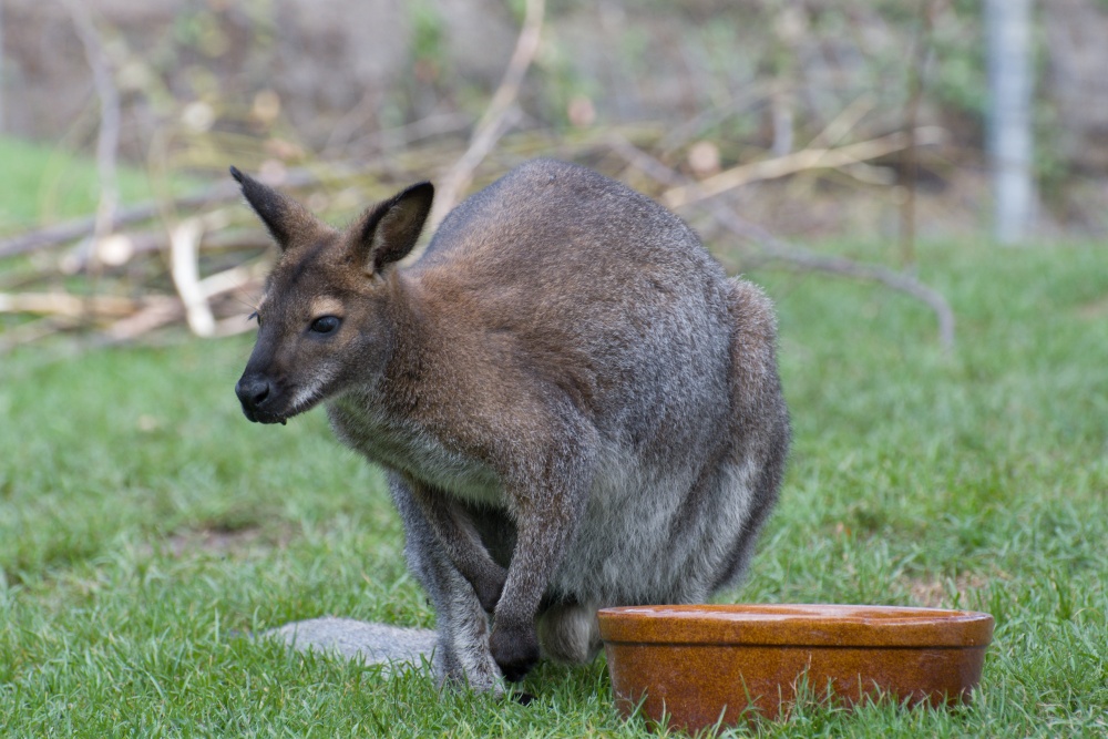 Klokani mě baví, autor: Elsa Bohatová, autor: Matouš Lempochner, kategorie: Fotí děti – Darwinův kráter, ID: 550