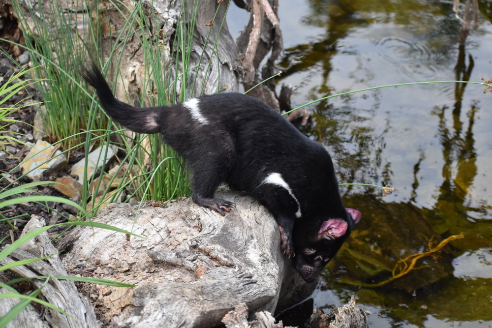 Tasmánský čert na průzkumu, autor: Vojtěch Kořínek, kategorie: Fotí děti – Darwinův kráter, ID: 555