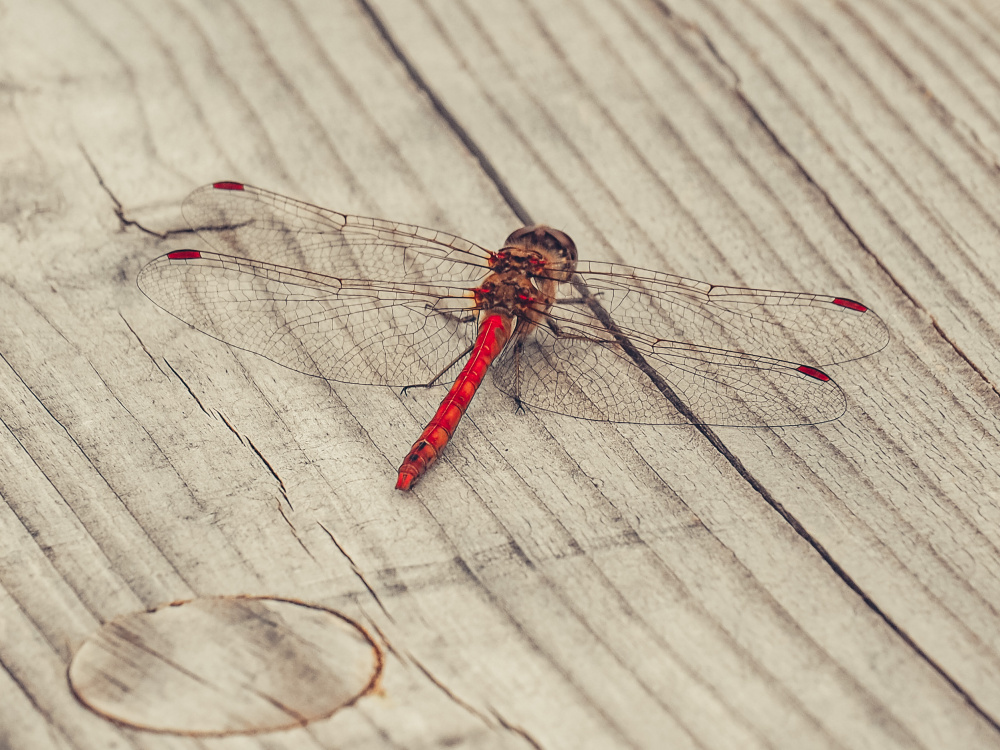 Posel štěstí a radosti, autor: Andrea Červeňová, kategorie: Fotí dospělí – Příroda v Zoo Praha, ID: 567