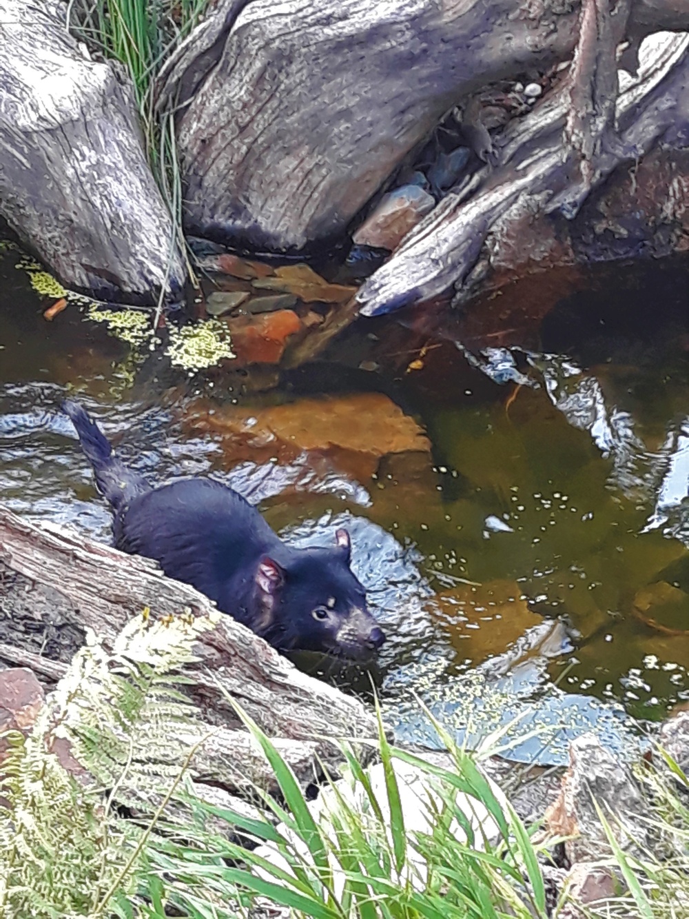 Ďábelská koupel, autor: Michaela Kubáková, kategorie: Foceno mobilem – Darwinův kráter, ID: 578