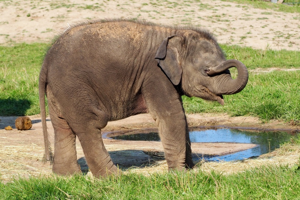 Bez názvu, autor: Evelína Čechová, kategorie: Fotí děti – Sloní princezny, ID: 592