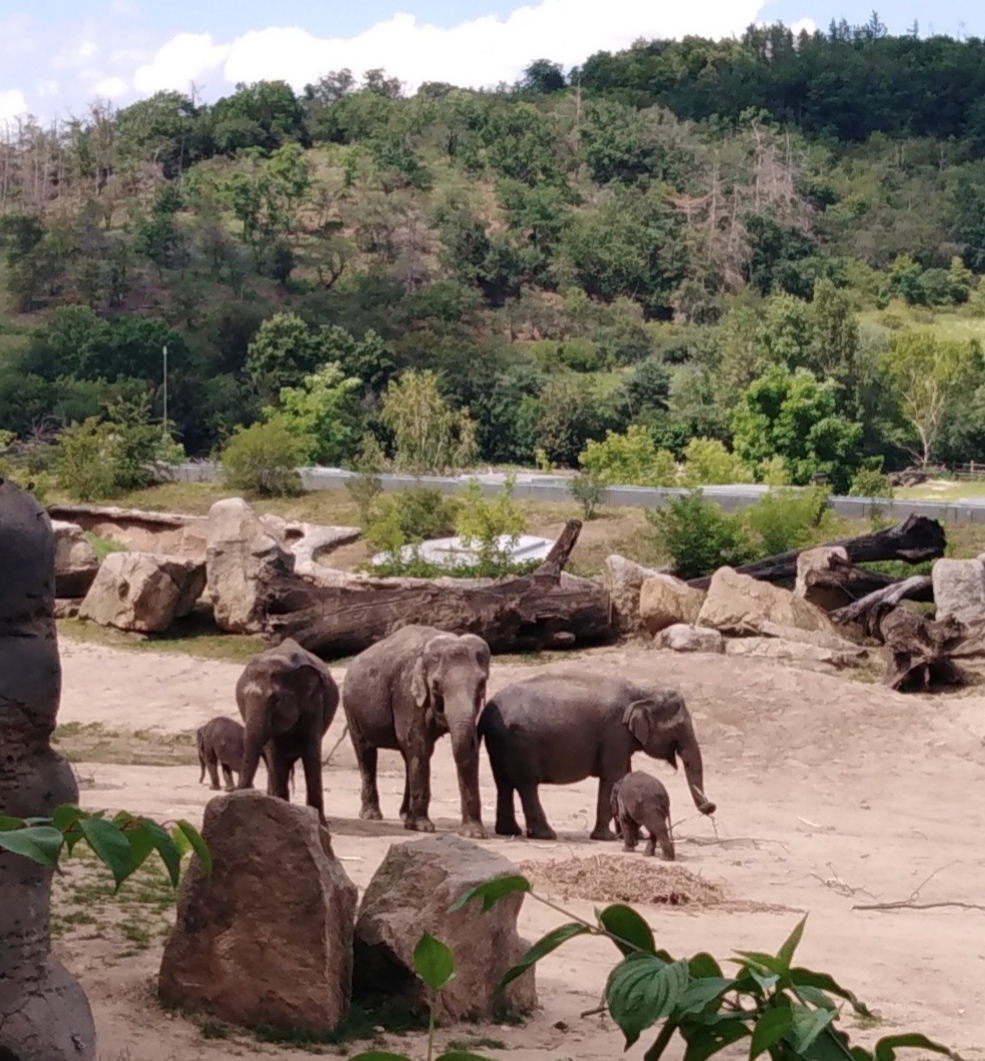 Sloní rodinka, autor: Daniel Komínek, kategorie: Fotí děti – Sloní princezny, ID: 602