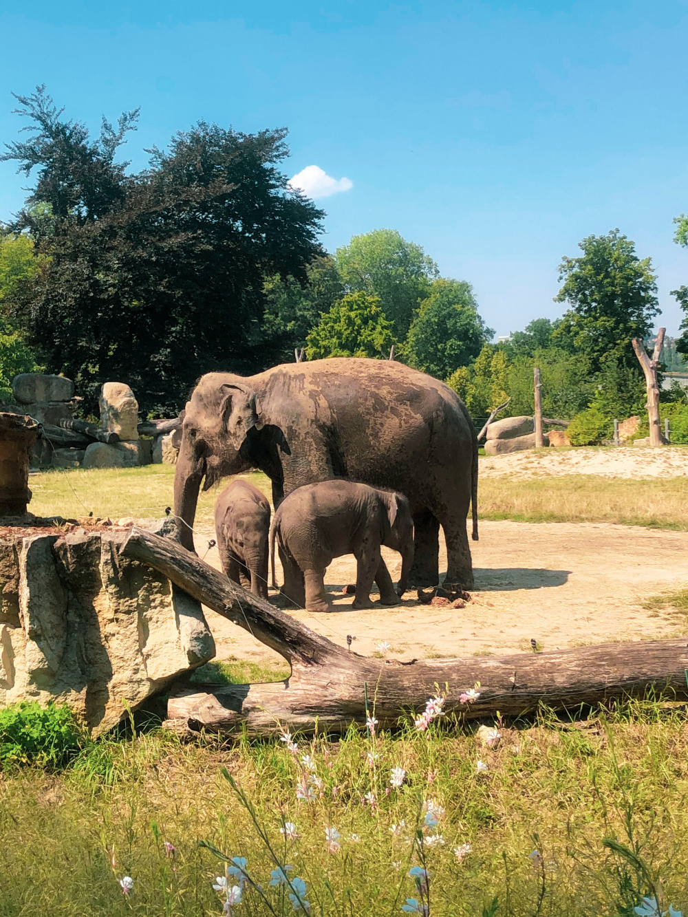 Sloní princezny, autor: Barbora Cukrová, kategorie: Foceno mobilem – Sloní princezny, ID: 639