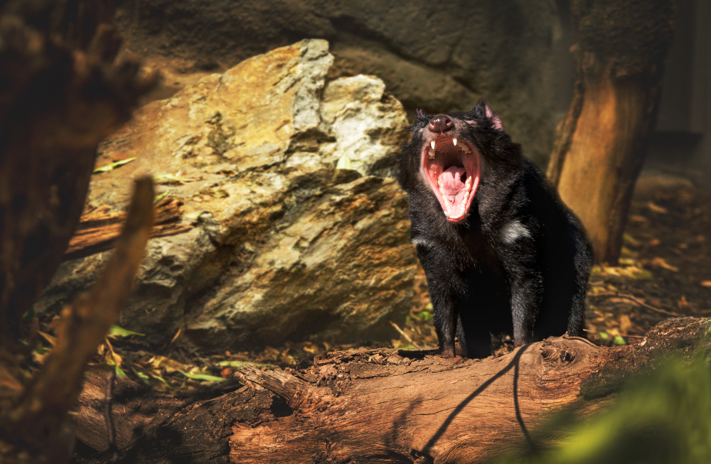 Úsměv od ucha k uchu, autor: Vanessa Marková, kategorie: Fotí dospělí – Darwinův kráter, ID: 651