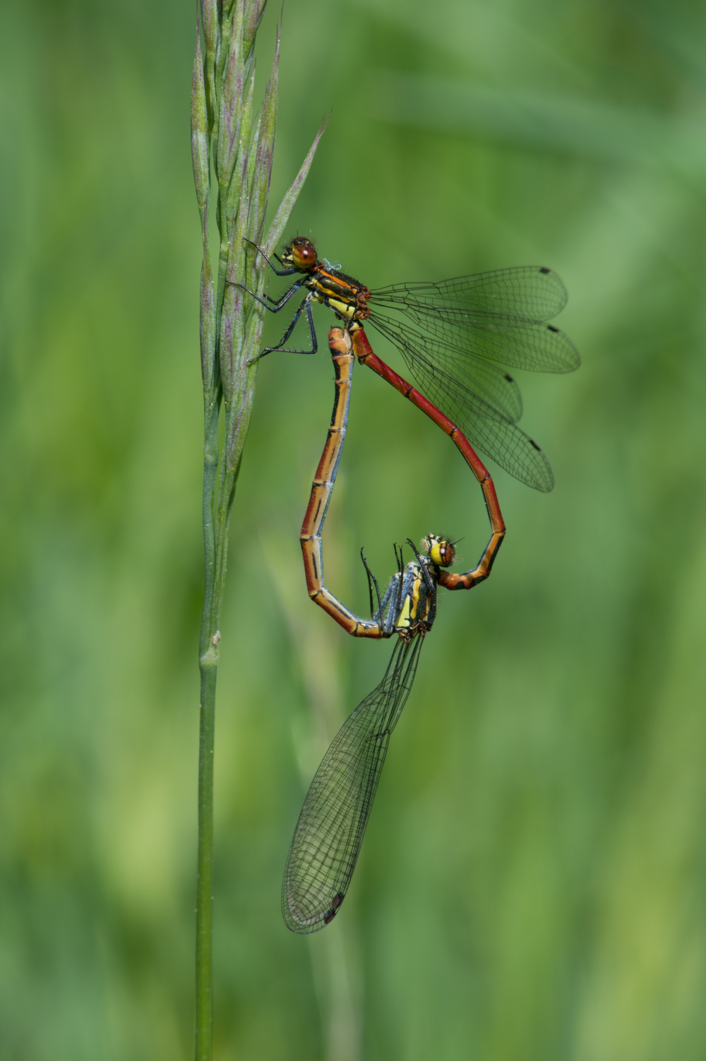 Romantika v trávě, autor: Zuzana Lukášová, kategorie: Fotí dospělí – Příroda v Zoo Praha, ID: 665