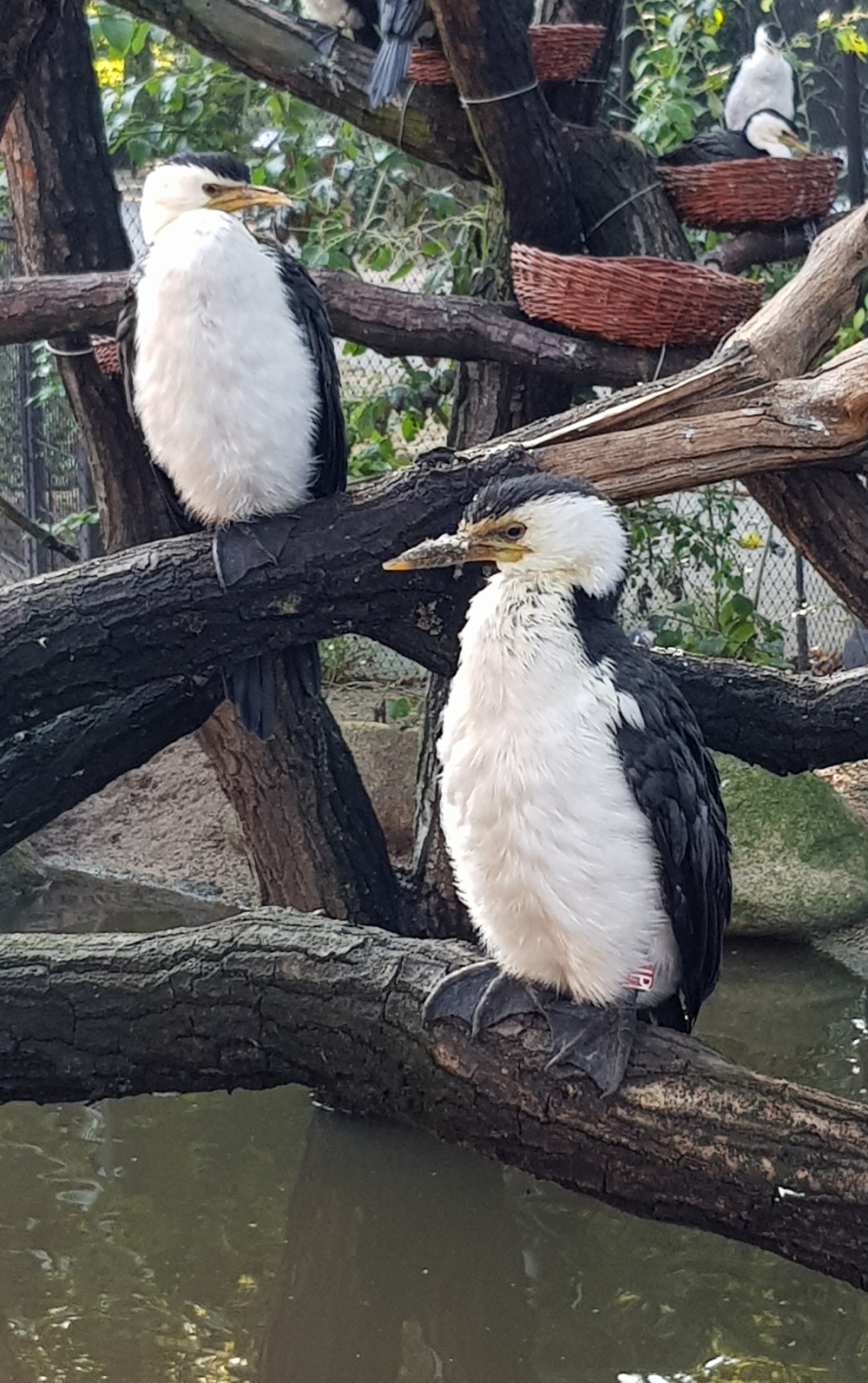 Kormorán černobílý, autor: Klára Stachová, kategorie: Foceno mobilem – Darwinův kráter, ID: 683