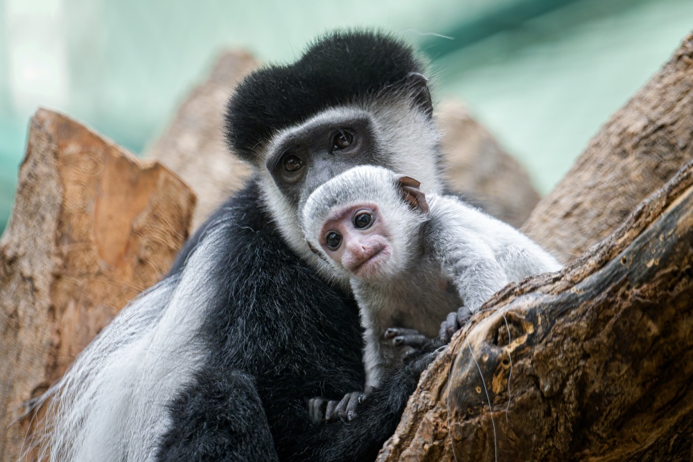 Skupinu tvoří mládě narozené 20. září, jeho matka Lebamba se svou sestrou Nyiangou a samec Bzik. Foto Petr Hamerník, Zoo Praha