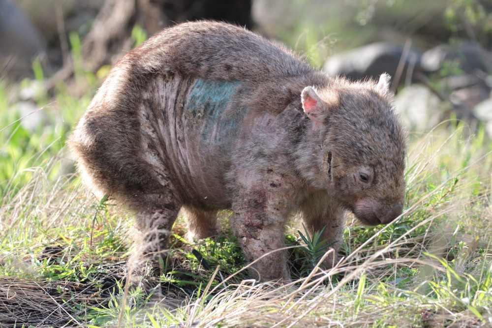 A wild wombat suffering from mange. The blue marking indicates that treatment has already begun. Photo: Wombat Rescue