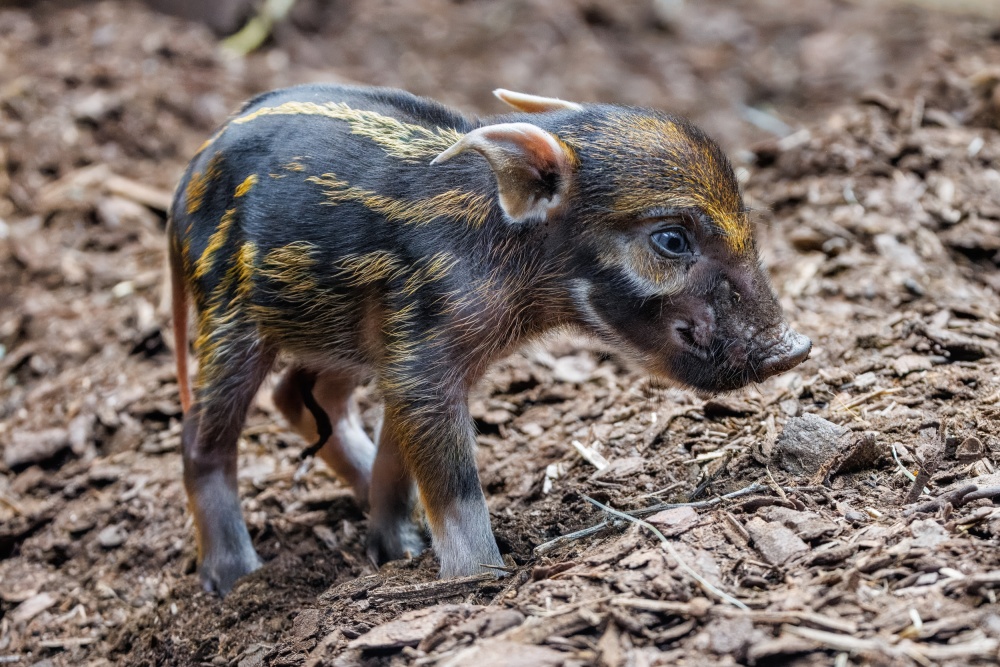 In spring 2025, we welcomed the first red river hog piglets to the Dja Reserve. Photo: Miroslav Bobek, Prague Zoo