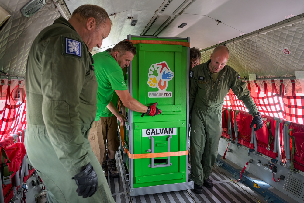 Galvan je nakonec jediným hřebcem, který je na cestě do země svých předků. Foto Petr Hamerník, Zoo Praha