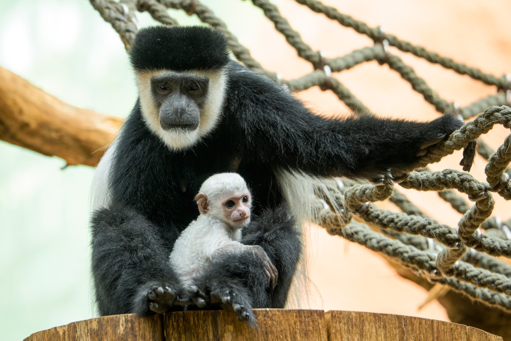 Mládě guerézy je dobře k vidění po celou dobu otevírací doby Zoo Praha. Návštěvníci ho téměř jistě naleznou na břiše či na klíně jeho matky Lebamby nebo „tety“ Nyiangy. Foto Petr Hamerník, Zoo Praha