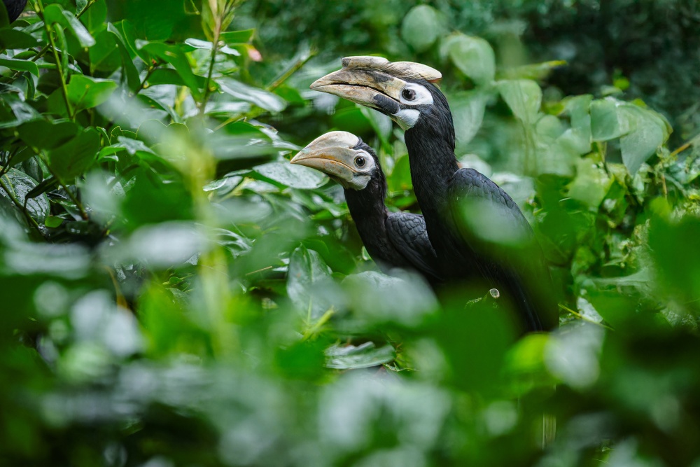 Malý zoborožec běloocasý s jedním z rodičů. Návštěvníci Zoo Praha mohou s trochou štěstí zaslechnout jejich drsný křik, kterým udržují kontakt v hustém porostu. Foto Petr Hamerník, Zoo Praha Malý zoborožec běloocasý s jedním z rodičů. Návštěvníci Zoo Praha mohou s trochou štěstí zaslechnout jejich drsný křik, kterým udržují kontakt v hustém porostu. Foto Petr Hamerník, Zoo Praha