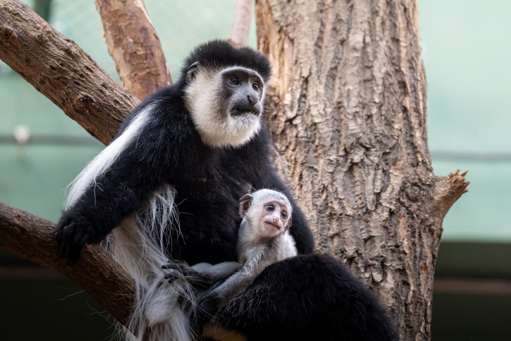 Guerézy pláštíkové jsou potravními specialisty. Živí se výhradně listy stromů a keřů. Chovatelé jim proto přes zimu podávají větve zamražené během vegetačního období, jako je vrba, akát nebo ostružina. Foto Oliver Le Que, Zoo Praha