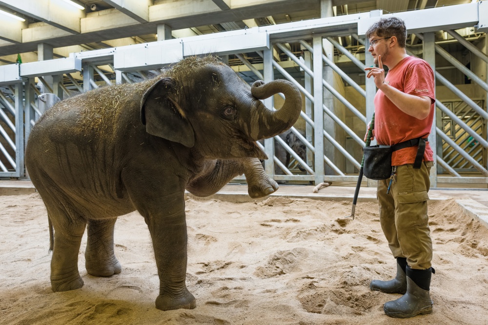Zaměstnanci pražské zoo pomáhají podpořit chovatelská zařízení na Ukrajině nabídkou speciálních benefičních prohlídek. Stále je možné navštívit například slony s jejich vrchním chovatelem Martinem Kristenem – na snímku při veterinárním tréninku sloní samičky Lakuny. Foto Petr Hamerník, Zoo Praha