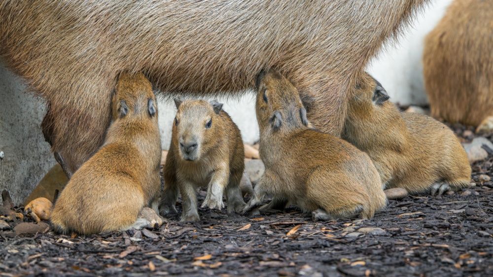 Kapybary se umí potopit až na deset minut. Foto Petr Hamerník, Zoo Praha