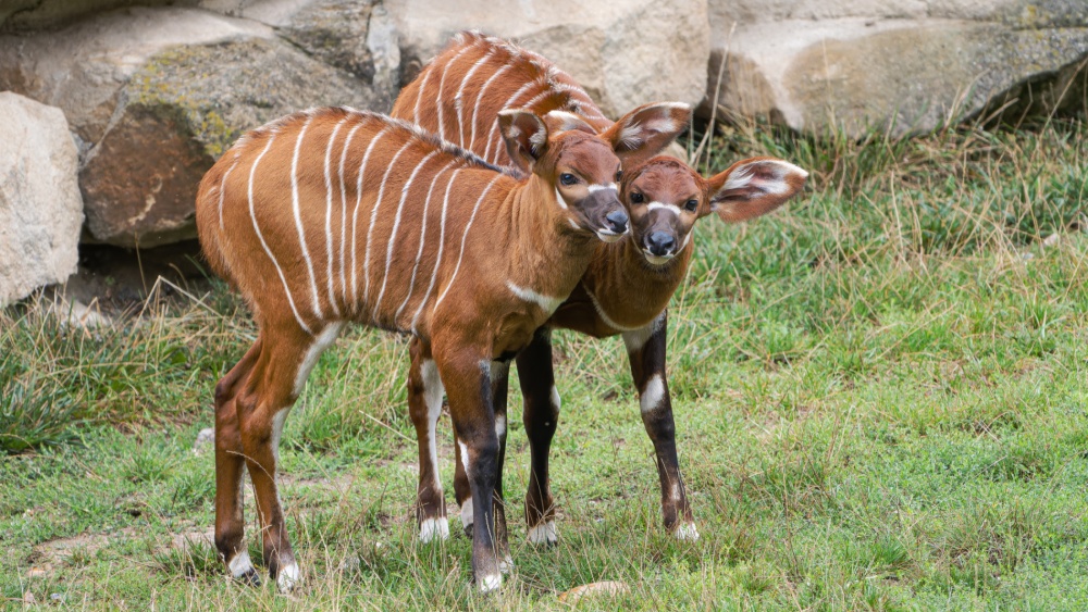 Návštěvníci mohou denně mláďata pozorovat, jak společně dovádí. Zleva na fotografii sameček Meru, vpravo Eburu. Foto Petr Hamerník, Zoo Praha