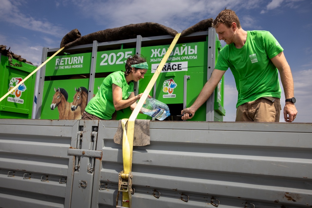 Kontrola a napájení koní při cestě do reintrodukčního centra Alibi. Foto Miroslav Bobek, Zoo Praha