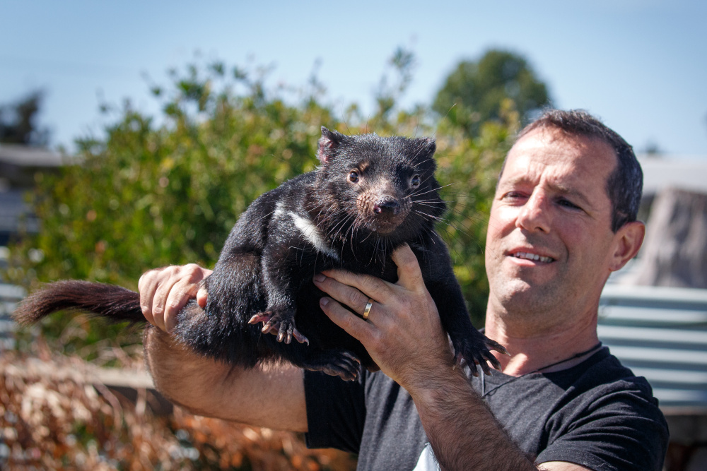 Ďábly medvědovité (Sarcophilus harrisii) ohrožuje především přenosná rakovina tváře. Zoo Praha podporuje jejich záchranu na Mariině ostrově u Tasmánie i vývoj vakcíny proti této zhoubné chorobě. Foto: Miroslav Bobek