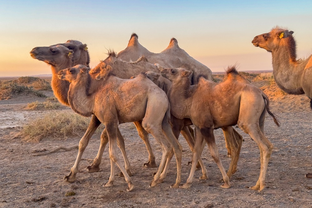 První z mláďat narozených v novém chovném centru v Toli bulag. Foto: Miroslav Bobek, Zoo Praha