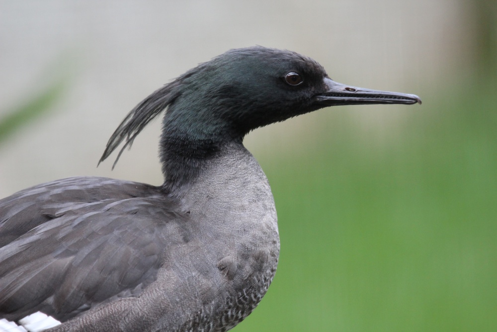 Portrét morčáka paranského. Foto: Antonín Vaidl, Zoo Praha
