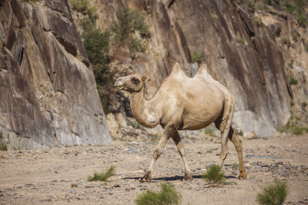 Pro přežití kriticky ohroženého velblouda divokého (Camelus ferus) je zásadní jeho populace na jihozápadě Mongolska. A právě zde, v Přísně chráněné oblasti Velká Gobi A, poskytuje Zoo Praha ve spolupráci s nadací The Wild Camel Protection Foundation dlouhodobě odbornou pomoc při řízení programu na záchranu tohoto druhu. Foto: Miroslav Bobek