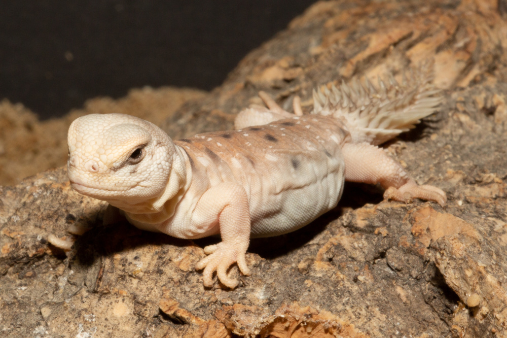 Mláďata trnorepa somálského jsou prvním odchovem tohoto druhu v rámci EAZA. Foto: Tereza Mrhálková, Zoo Praha