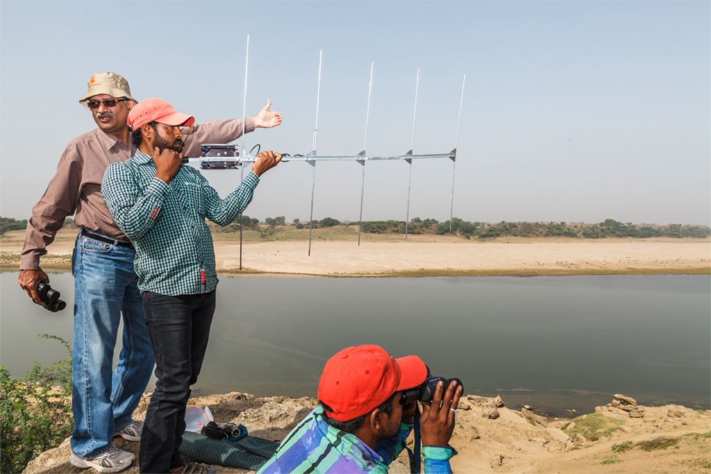 Telemetry tracking of gharials fitted with radio transmitters on the Chambal River. Photo: Miroslav Bobek, Prague Zoo