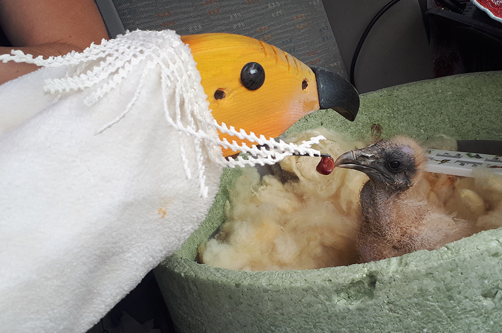 Většinu mláďat v zoo odchovají jejich vlastní rodiče, někdy je však třeba přikročit k umělému odchovu. Mláďata supů jsou pak krmena pomocí maňásků, aby si vtiskla správnou podobu rodiče. Když povyrostou, jsou podsazena pod pěstounský pár, který se o ně dále stará. Foto: Antonin Vaidl, Zoo Praha