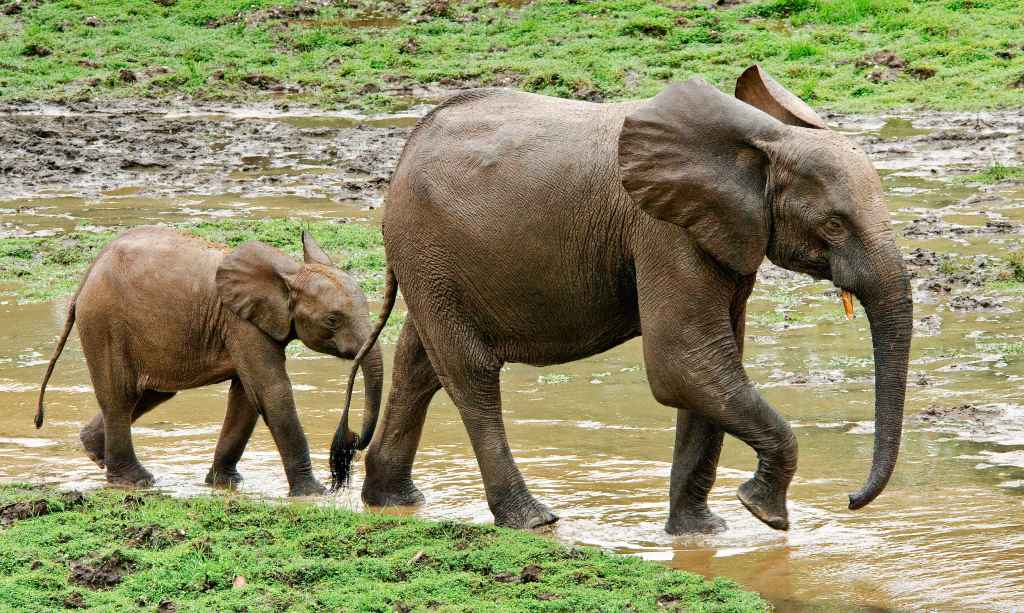 Sloni pralesní z rezervace Dja. Foto: Miroslav Bobek, Zoo Praha Sloni pralesní z rezervace Dja. Foto: Miroslav Bobek, Zoo Praha