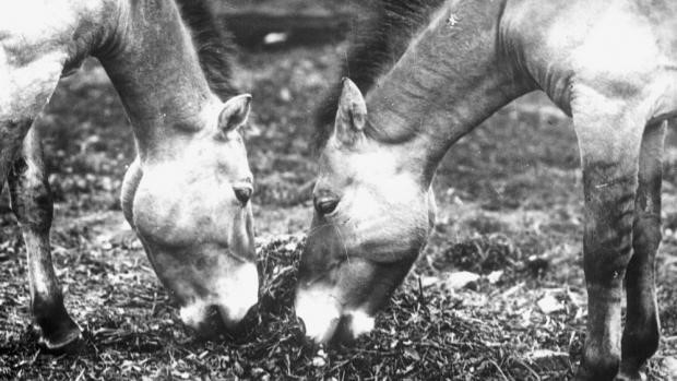 Ali a Minka – zakladatelé chovu koní Převalského v Zoo Praha (30. léta 20. století). Foto: archiv Zoo Praha