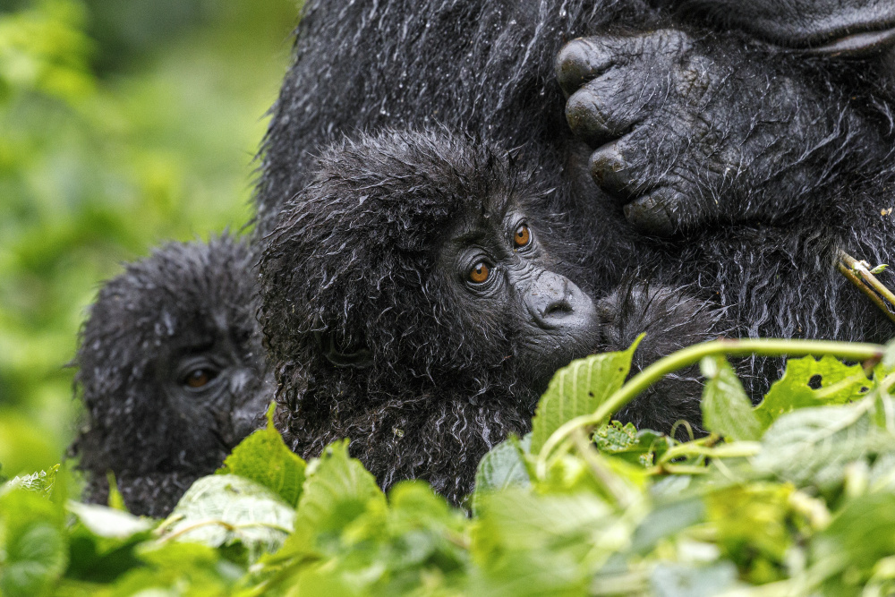 Gorila východní (Gorilla beringei graueri) je kriticky ohroženým poddruhem žijícím pouze na východě Demokratické republiky Kongo. Celková populace čítající necelé čtyři tisíce jedinců obývá především Národní park Kahuzi-Biega, kde Zoo Praha plánuje podpořit výstavbu vzdělávacího a společenského centra a poskytnout techniku místnímu ochranářskému rádiu Gorilla FM. Foto: Miroslav Bobek