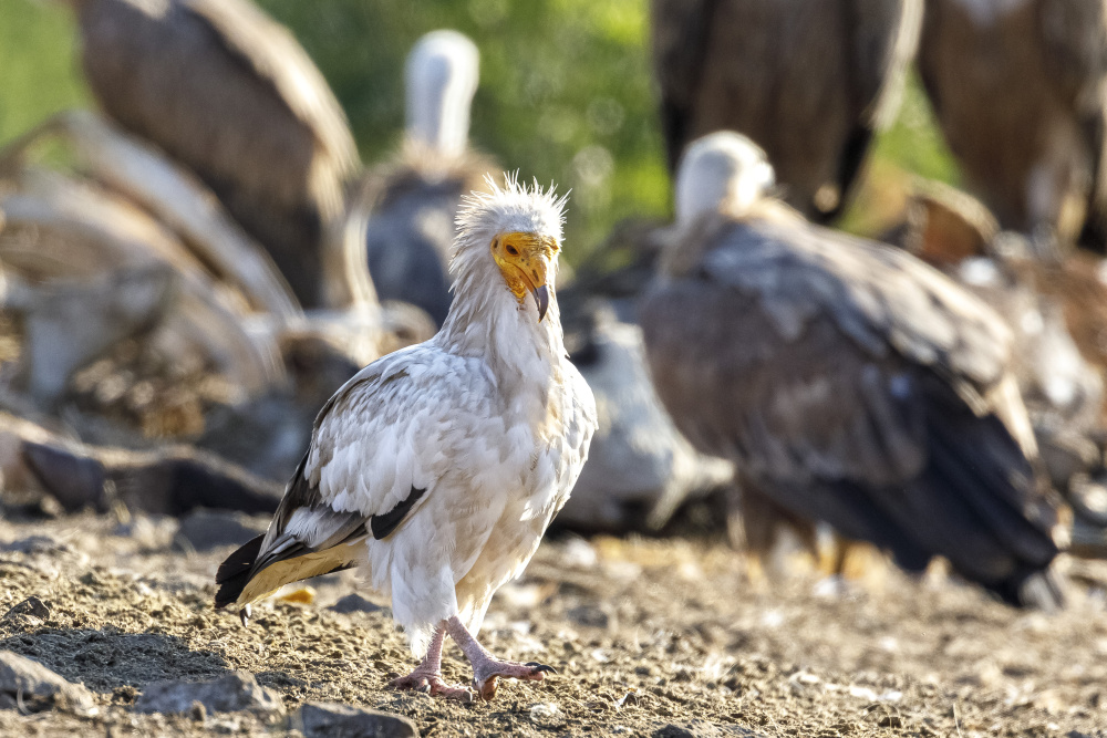 Na návrat supa mrchožravého (Neophron percnopterus) do bulharských hor se Zoo Praha soustředí již více než deset let. Na snímku je zástupce druhu v „supím restaurantu“, který byl z prostředků konta „Pomáháme jim přežít“ vybudován, aby těmto ptákům zajistil dostatek nekontaminované potravy. Foto: Miroslav Bobek