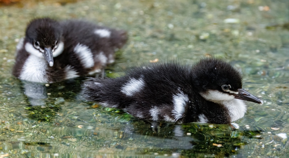 Mláďata morčáka paranského ze Zoo Praha – světově první odchov v lidské péči mimo Brazílii. Foto: Miroslav Bobek, Zoo Praha