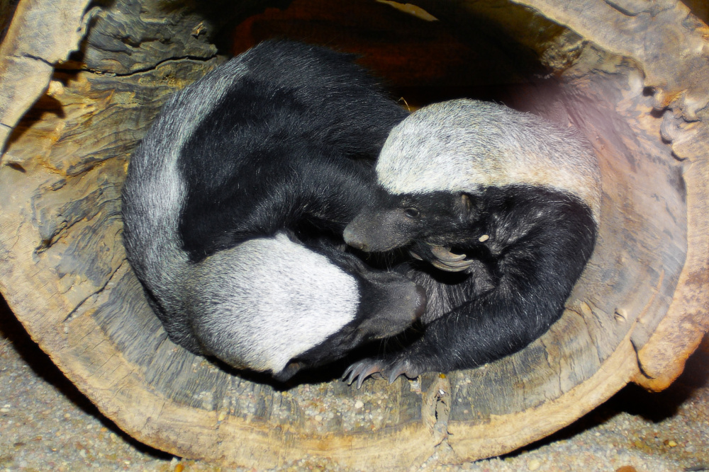 Foto: Archiv Zoo Praha